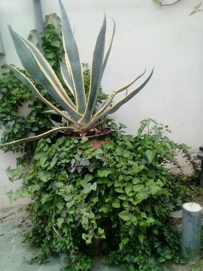 Гостевой дом Guest House Andria Мцхета-29